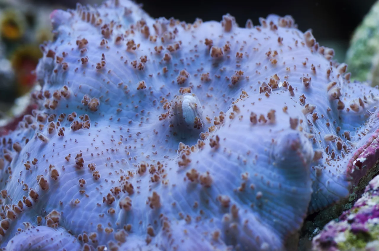mushroom.jpg