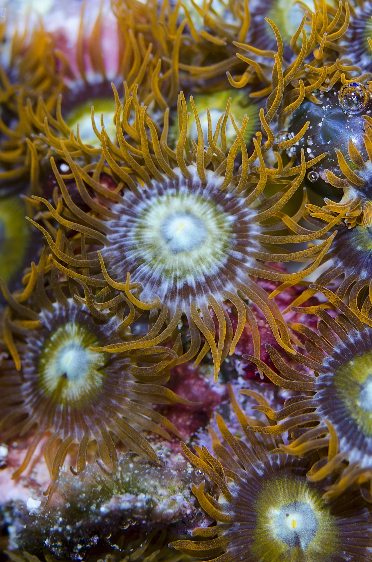 orange zoanthids.jpg