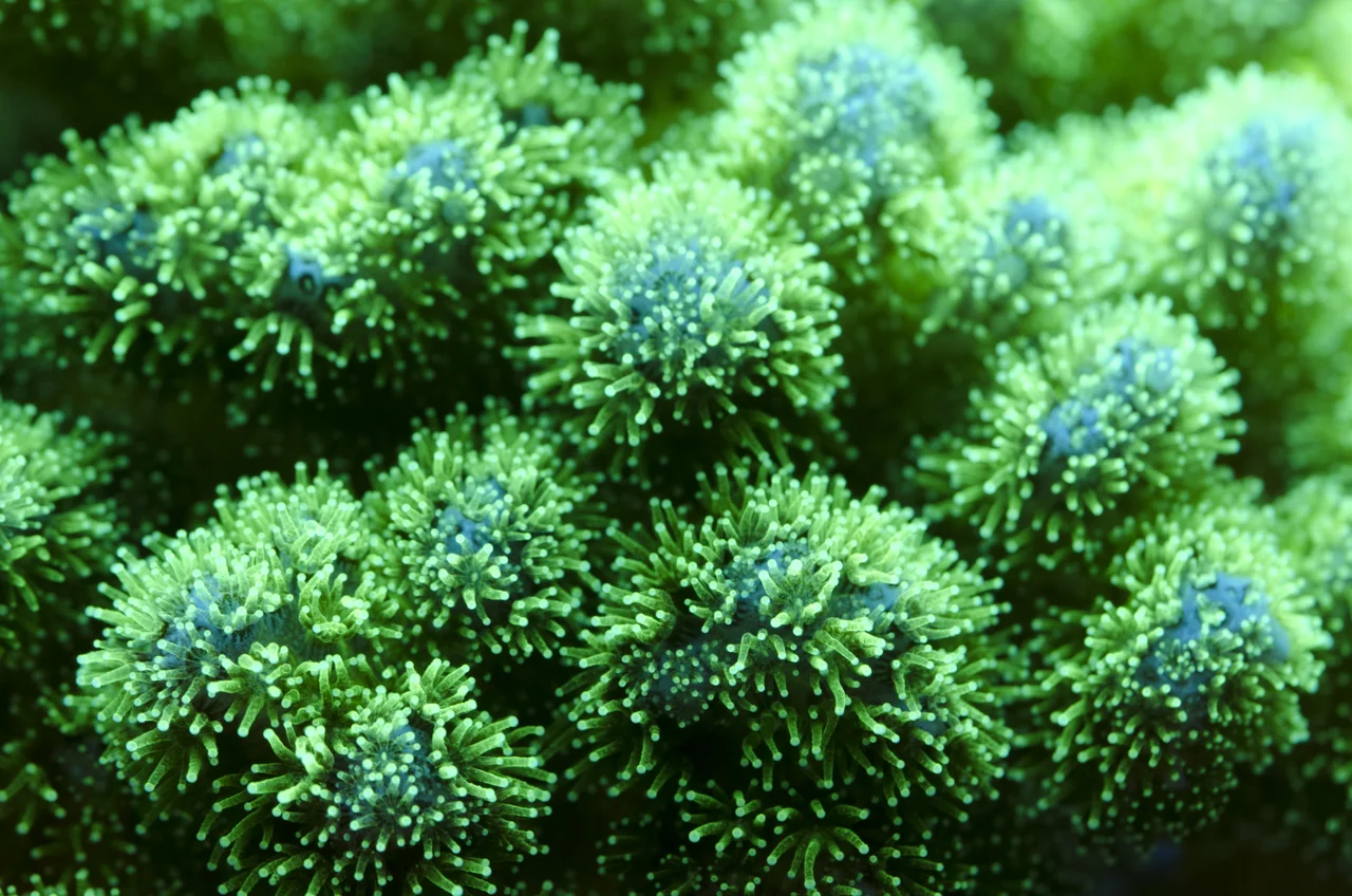pocilipora up close.jpg