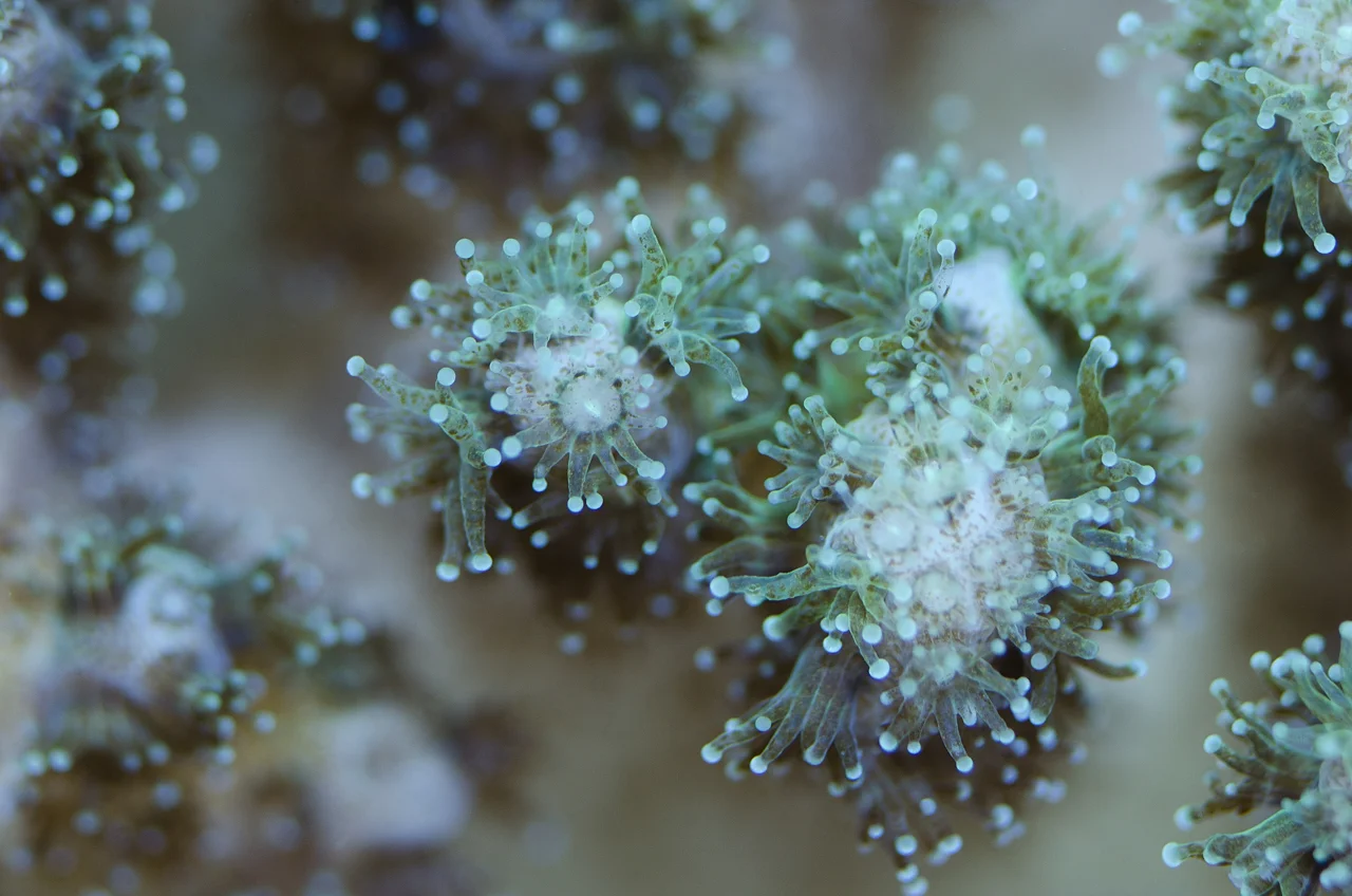 polyps 2.jpg