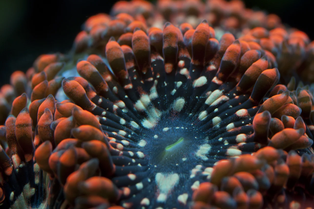 red and black zoanthid.jpg