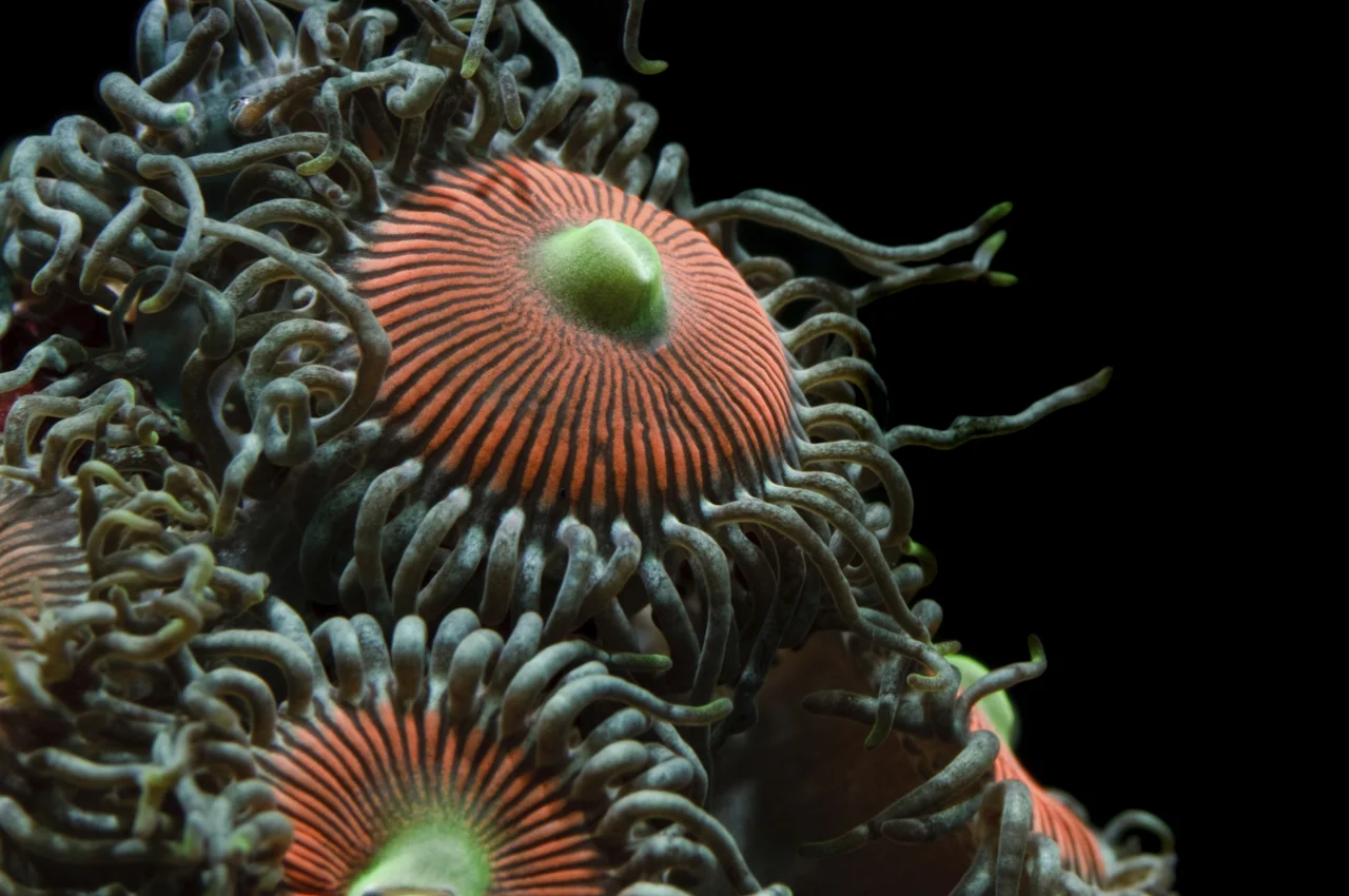 red zoanthid polyps.jpg