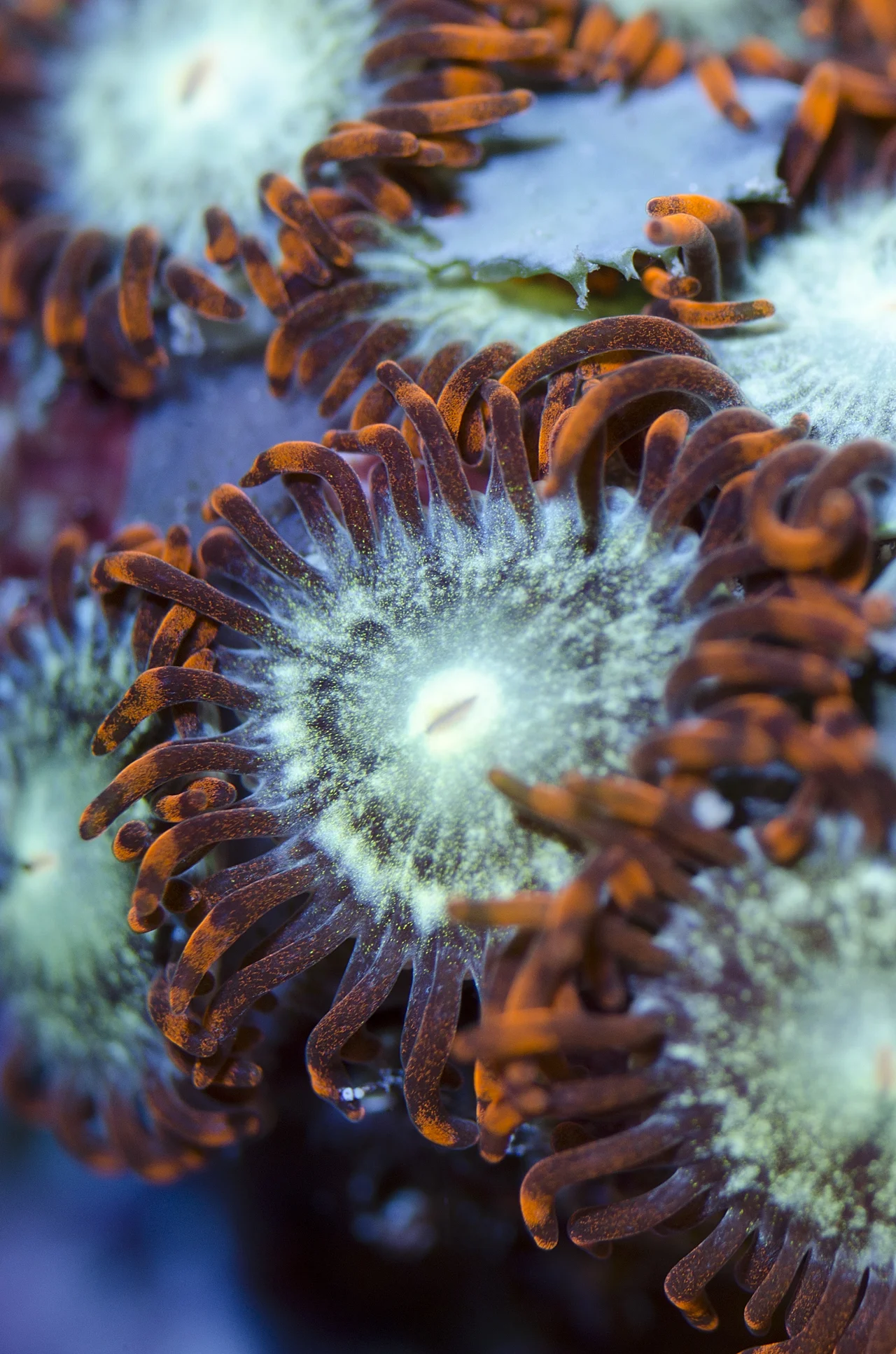 red and blue zoanthids.jpg