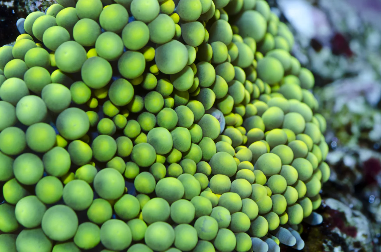 ricordea green'.jpg