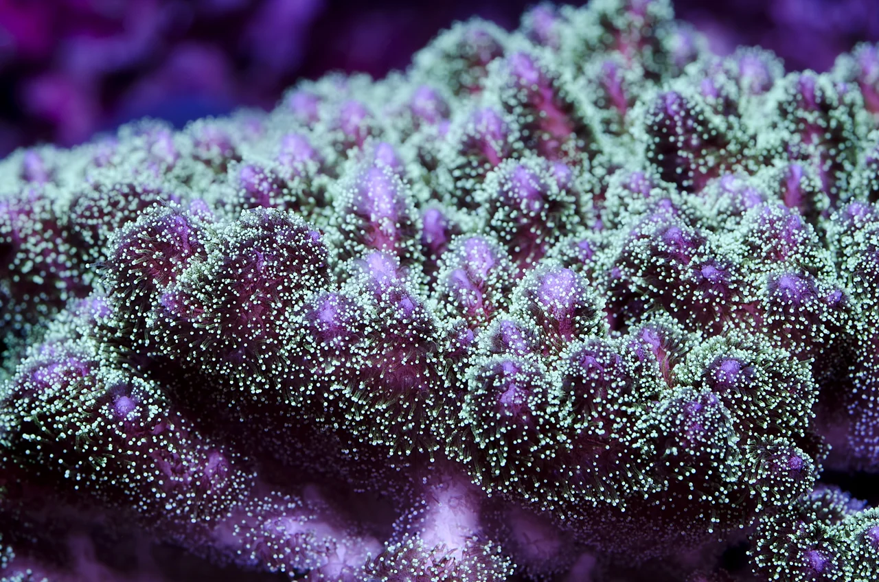 stylophora.jpg