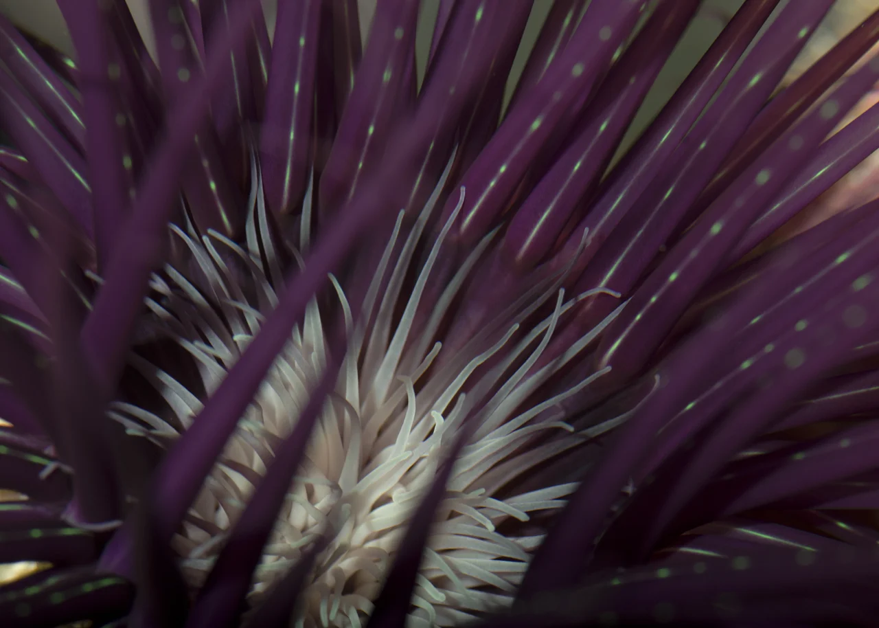 tube anemone.jpg