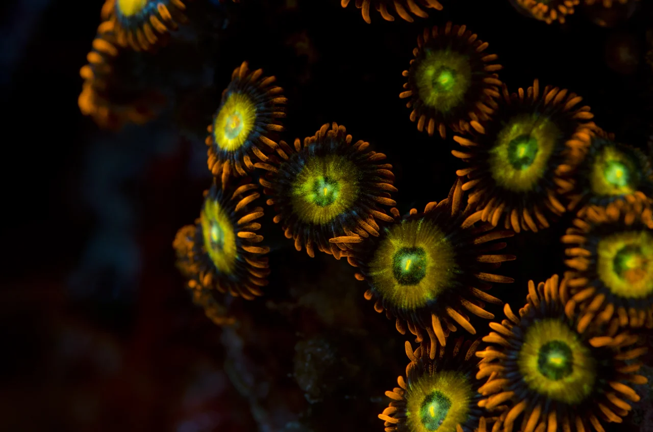 zoanthids.jpg