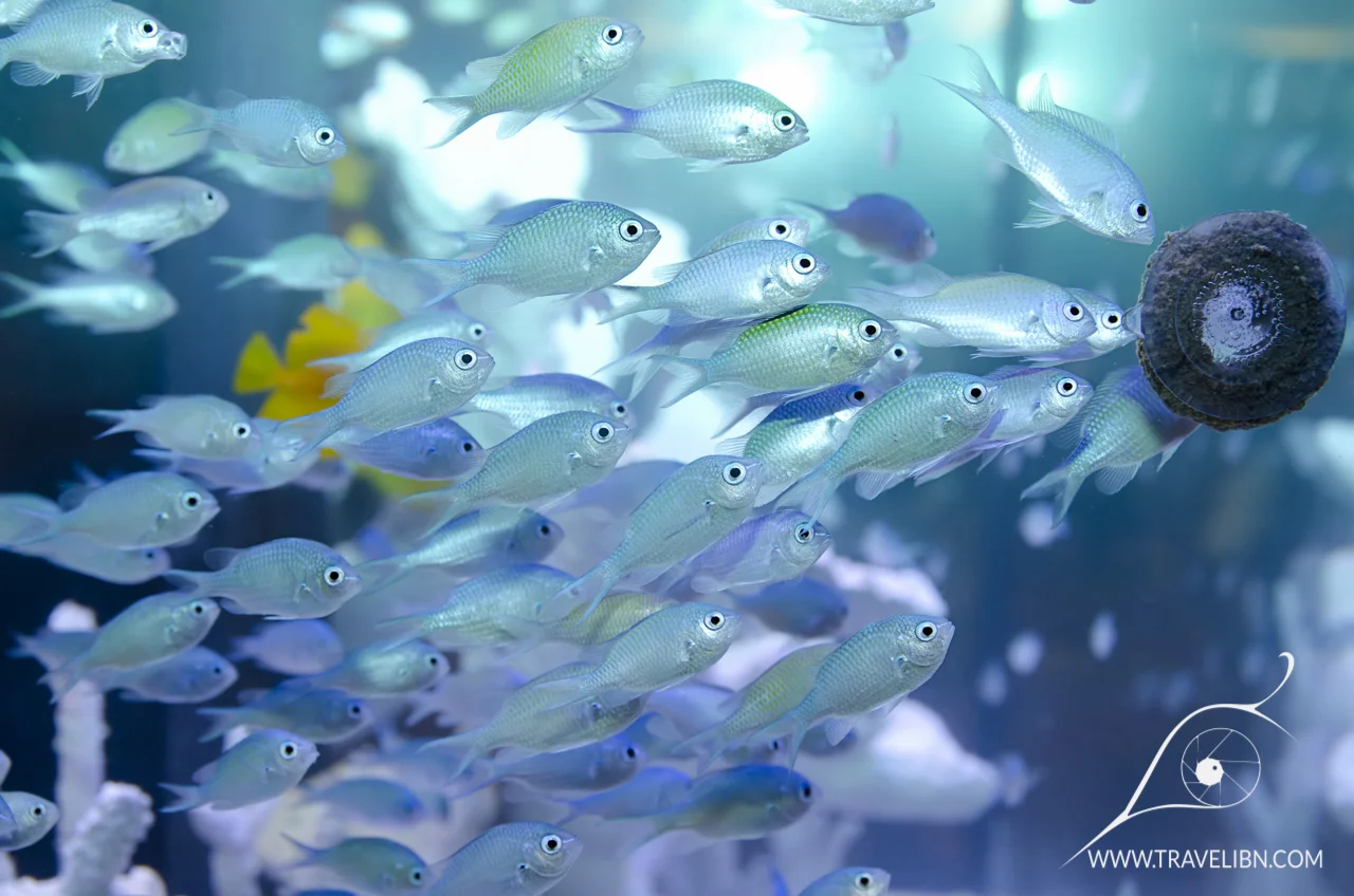 chromis group.jpg
