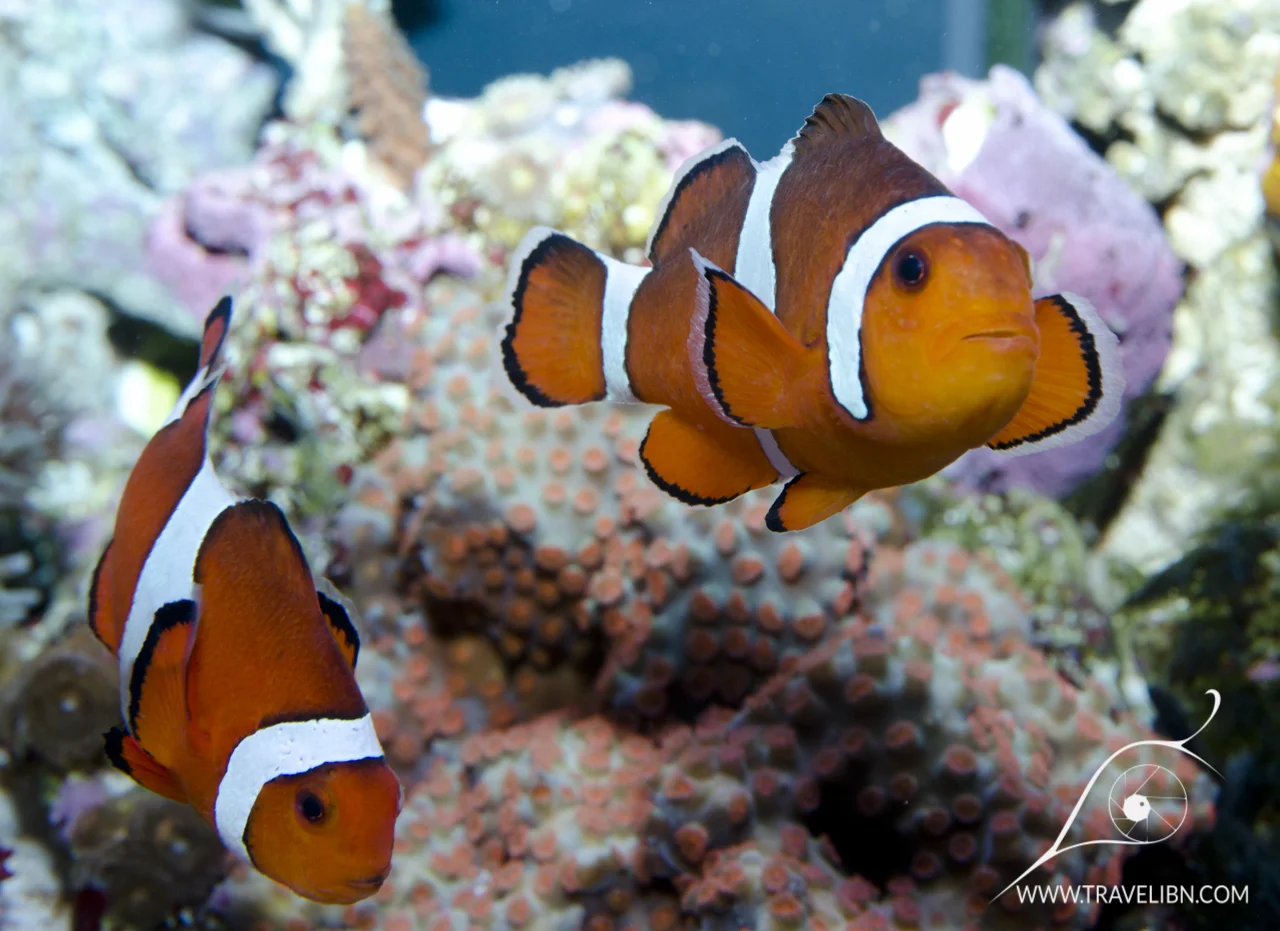 Clownfish pair.jpg