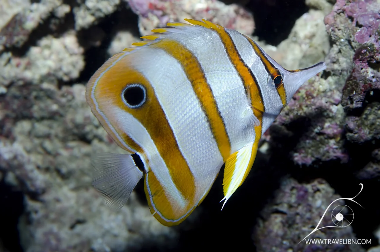 Copperband Butterflyfish (Chelmon rostratus).jpg