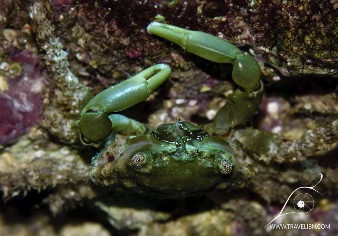 Emerald crab Mithraculus sculptus.jpg