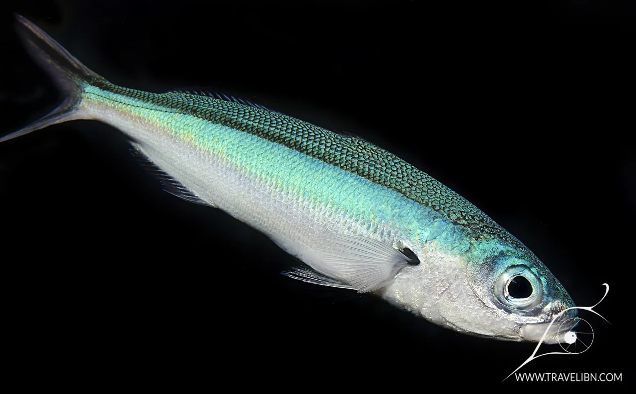fish.jpg