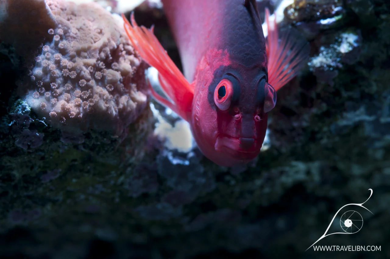 Flame Hawkfish (Neocirrhites armatus).jpg