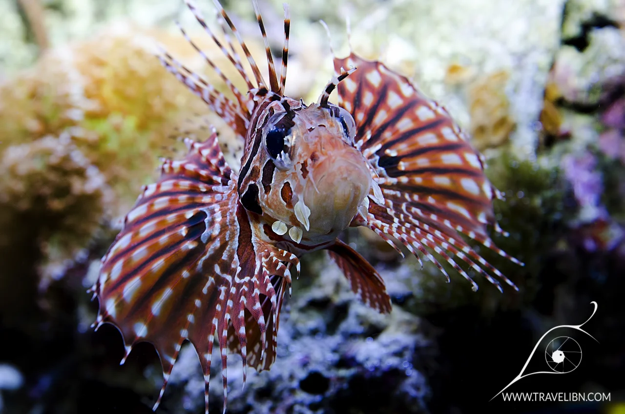 fuzzy dwarf lionfish.jpg