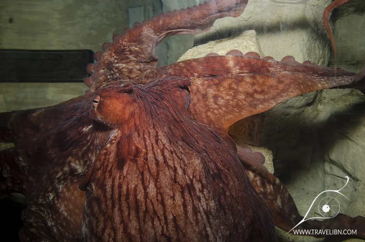 Giant pacific octopus Enteroctopus dofleini.jpg