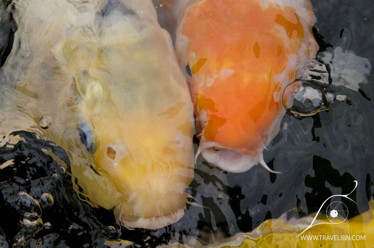 koi pond.jpg