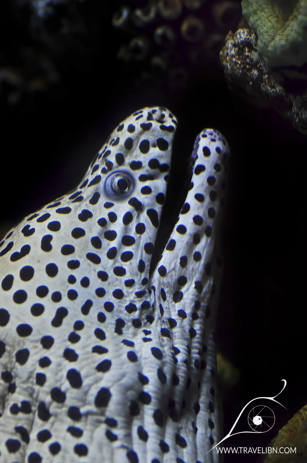 mooray eel.jpg