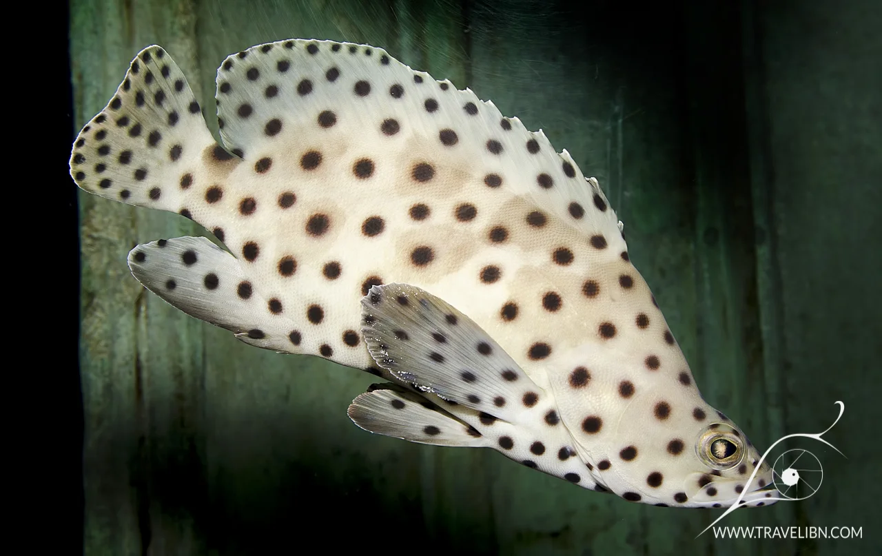 panther grouper Chromileptes altivelis.jpg