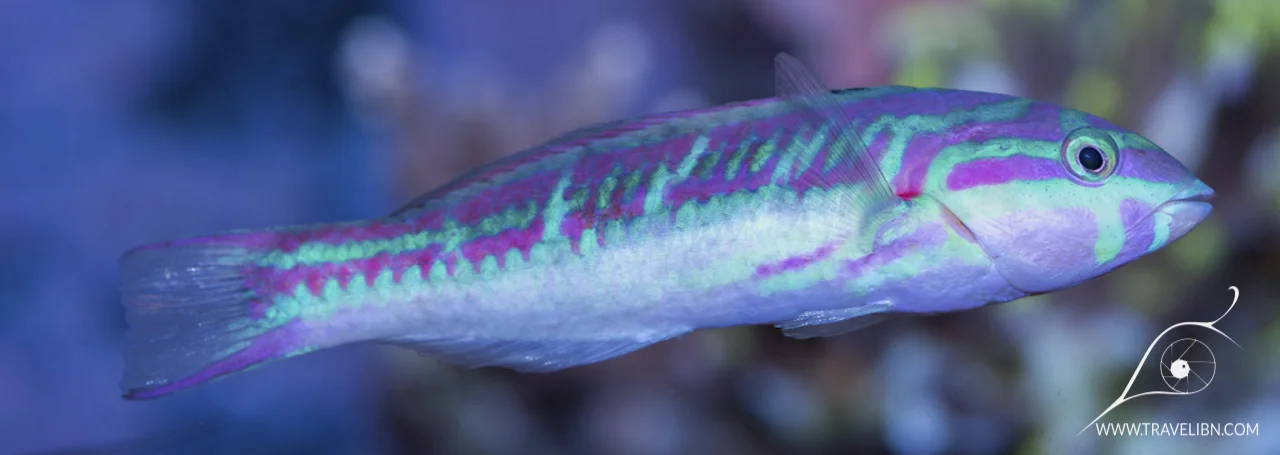 Pinkface Wrasse (Thalassoma quinquevittatum).jpg