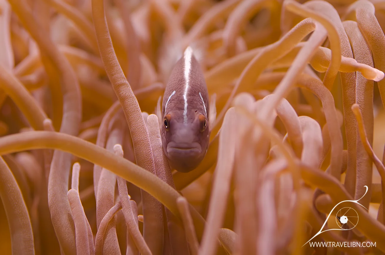 Pink Skunk Clownfish, Amphiprion perideraion.jpg