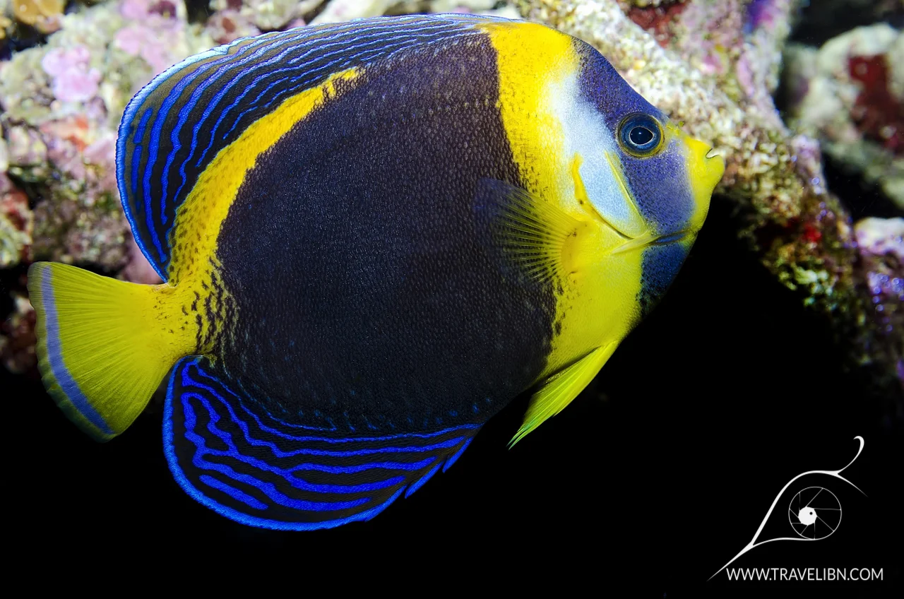 Scribbled Angelfish (Chaetodontoplus duboulayi).jpg