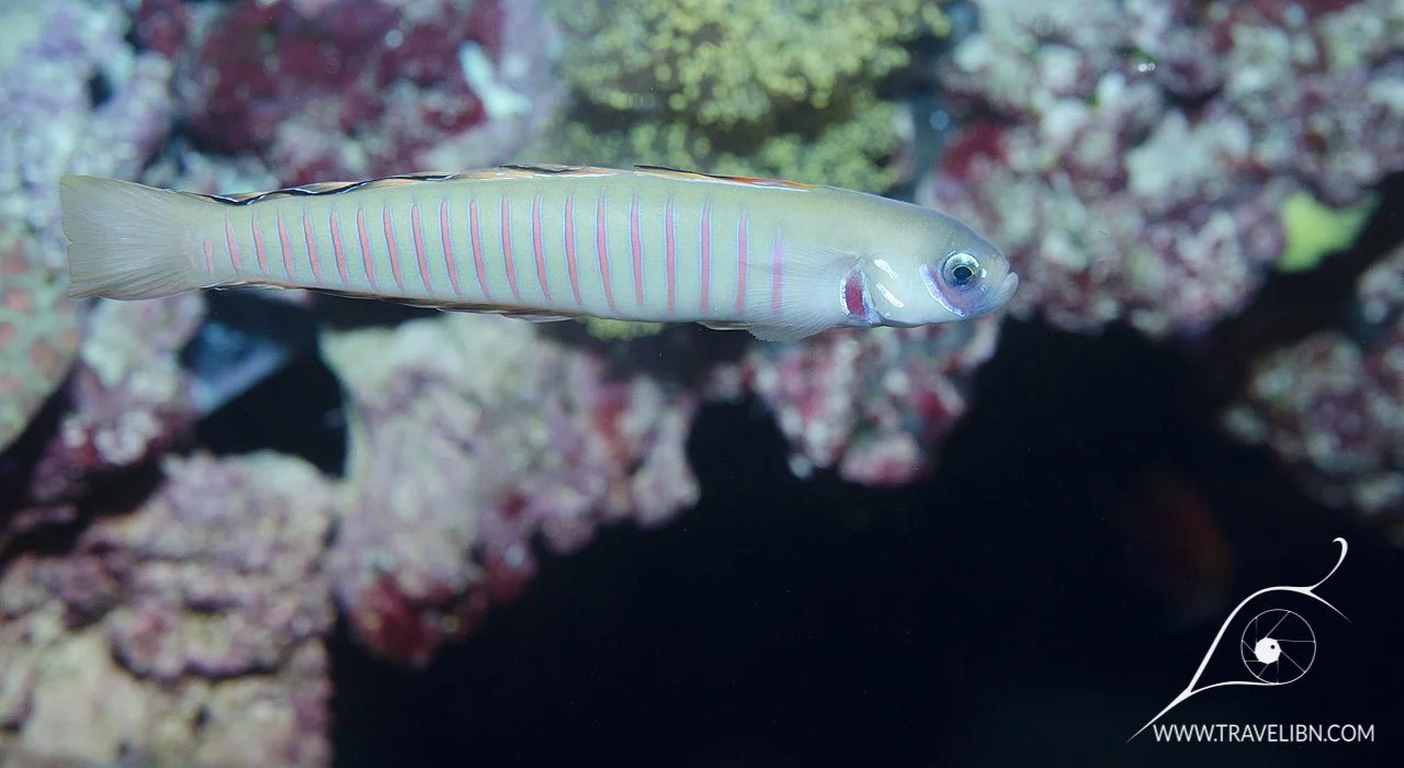 tilefish.jpg