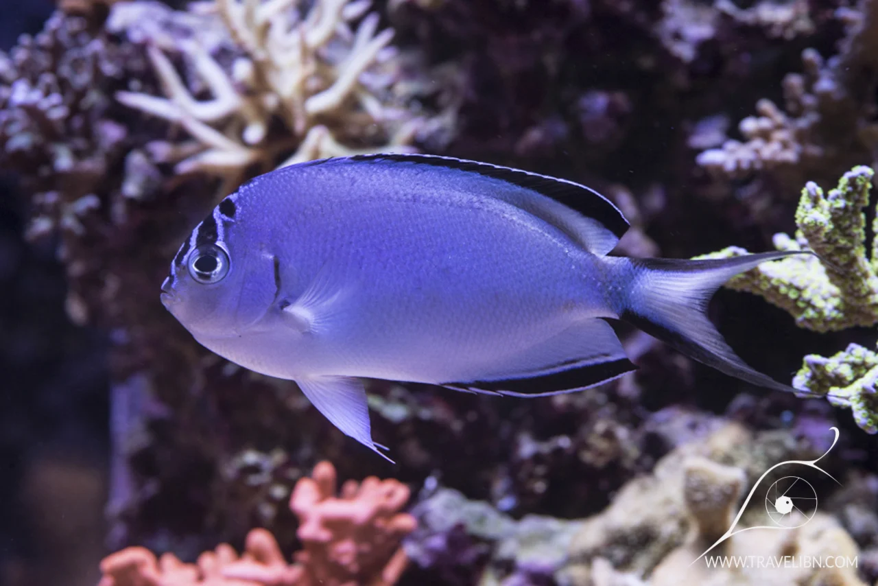 Watanabei Angelfish (Genicanthus watanabei).jpg