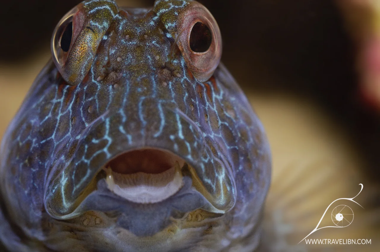 unidentified blenny.jpg