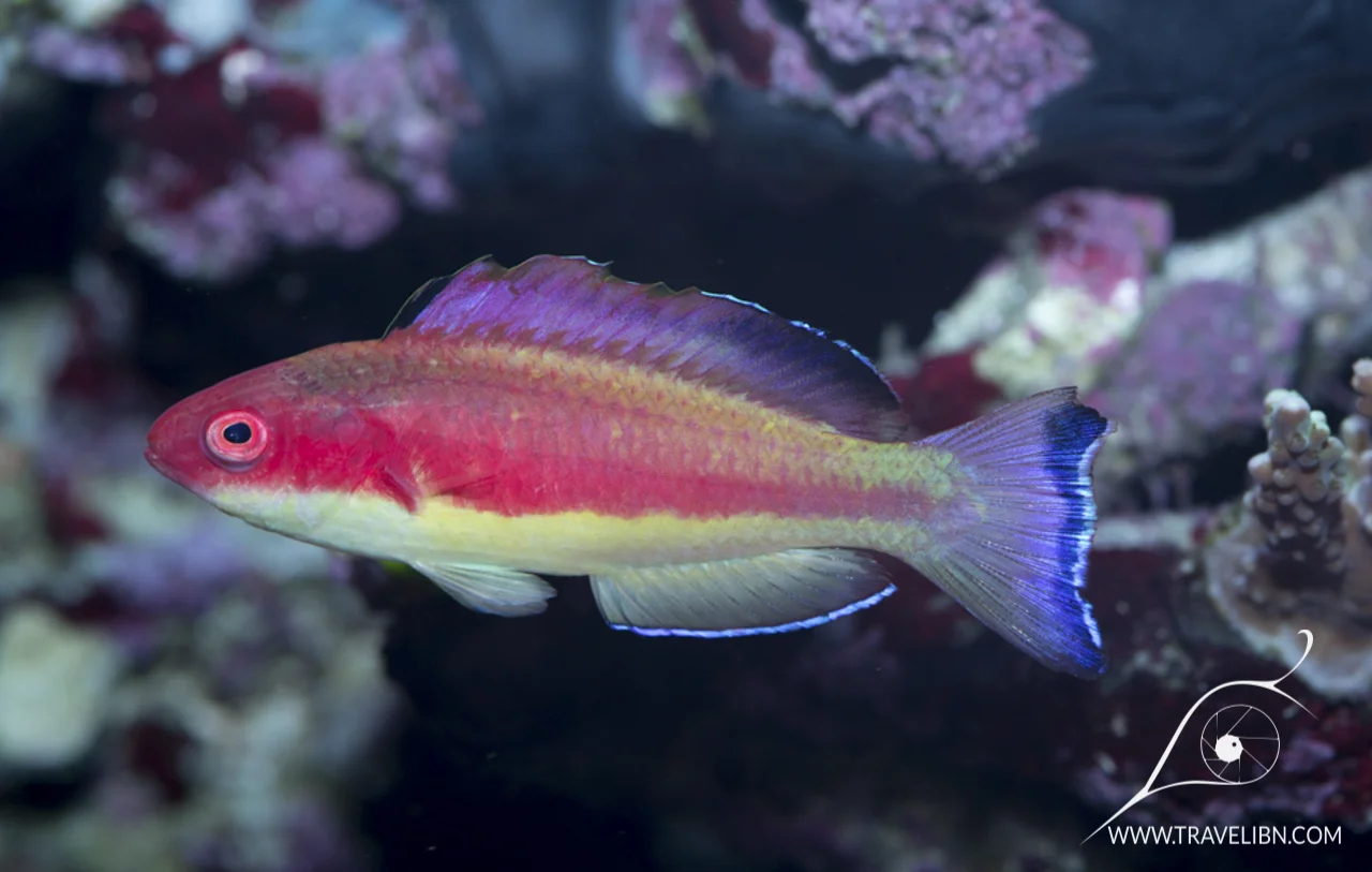 wrasse 2.jpg