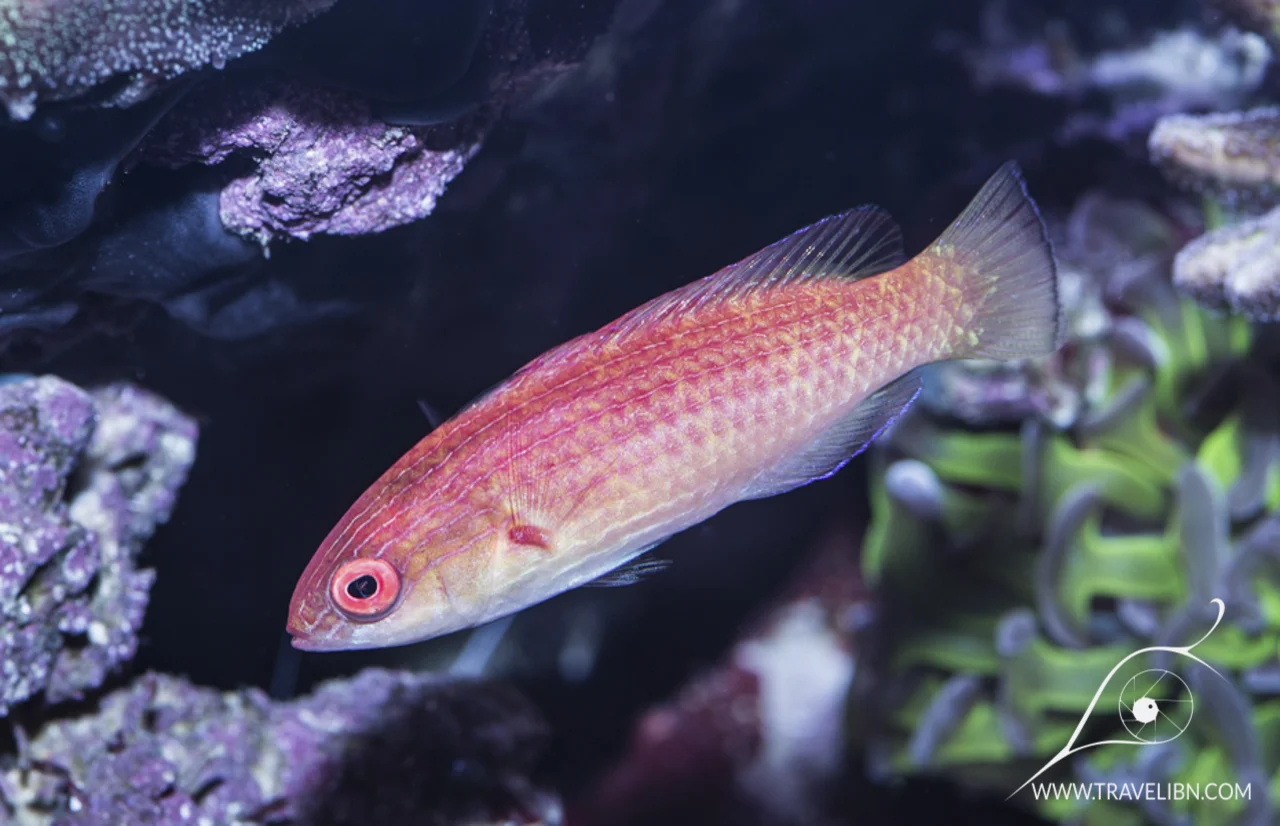 wrasse.jpg