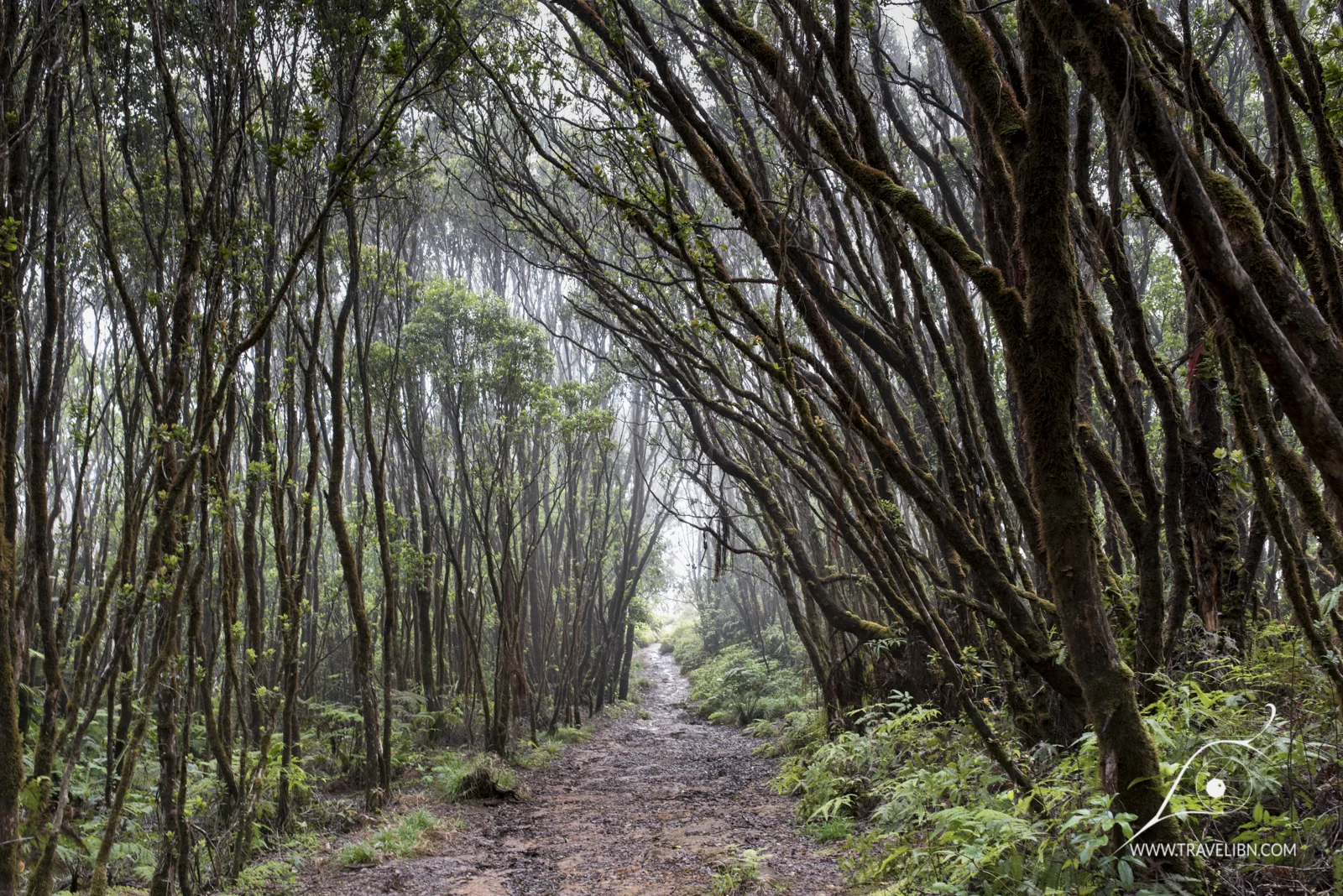 kauai-33.jpg