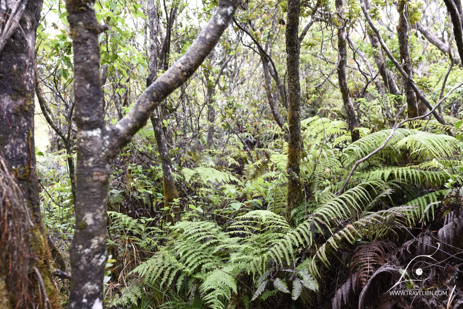 kauai-36.jpg