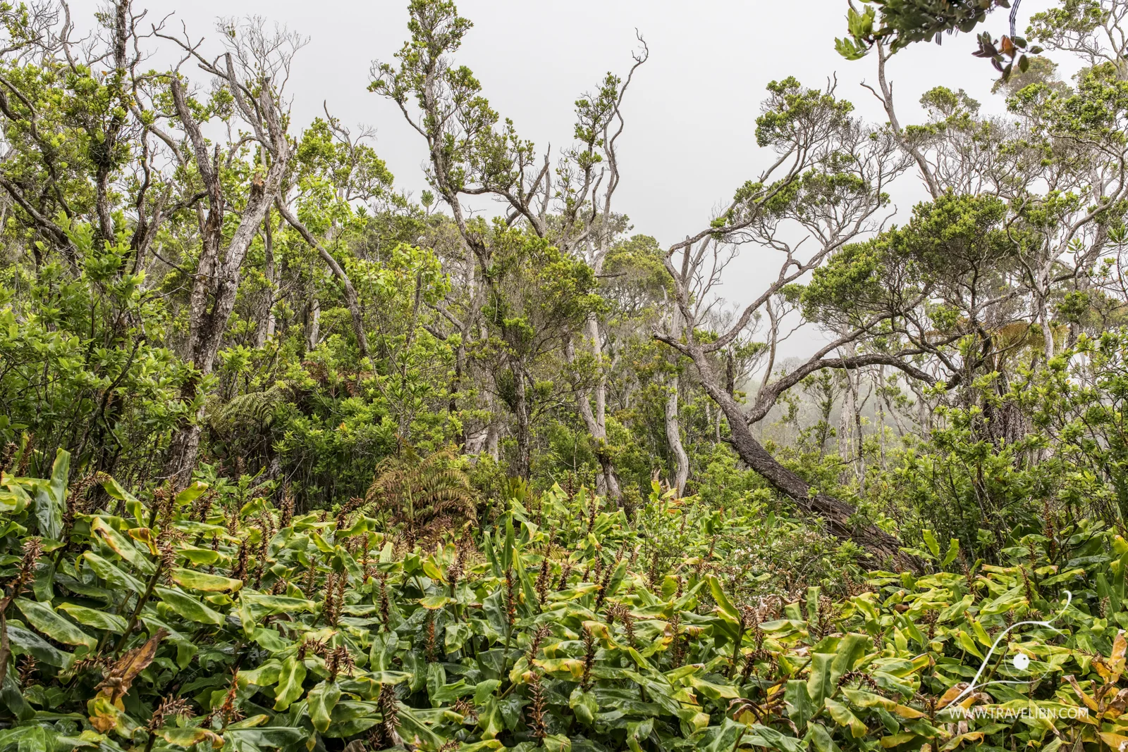 kauai-40.jpg