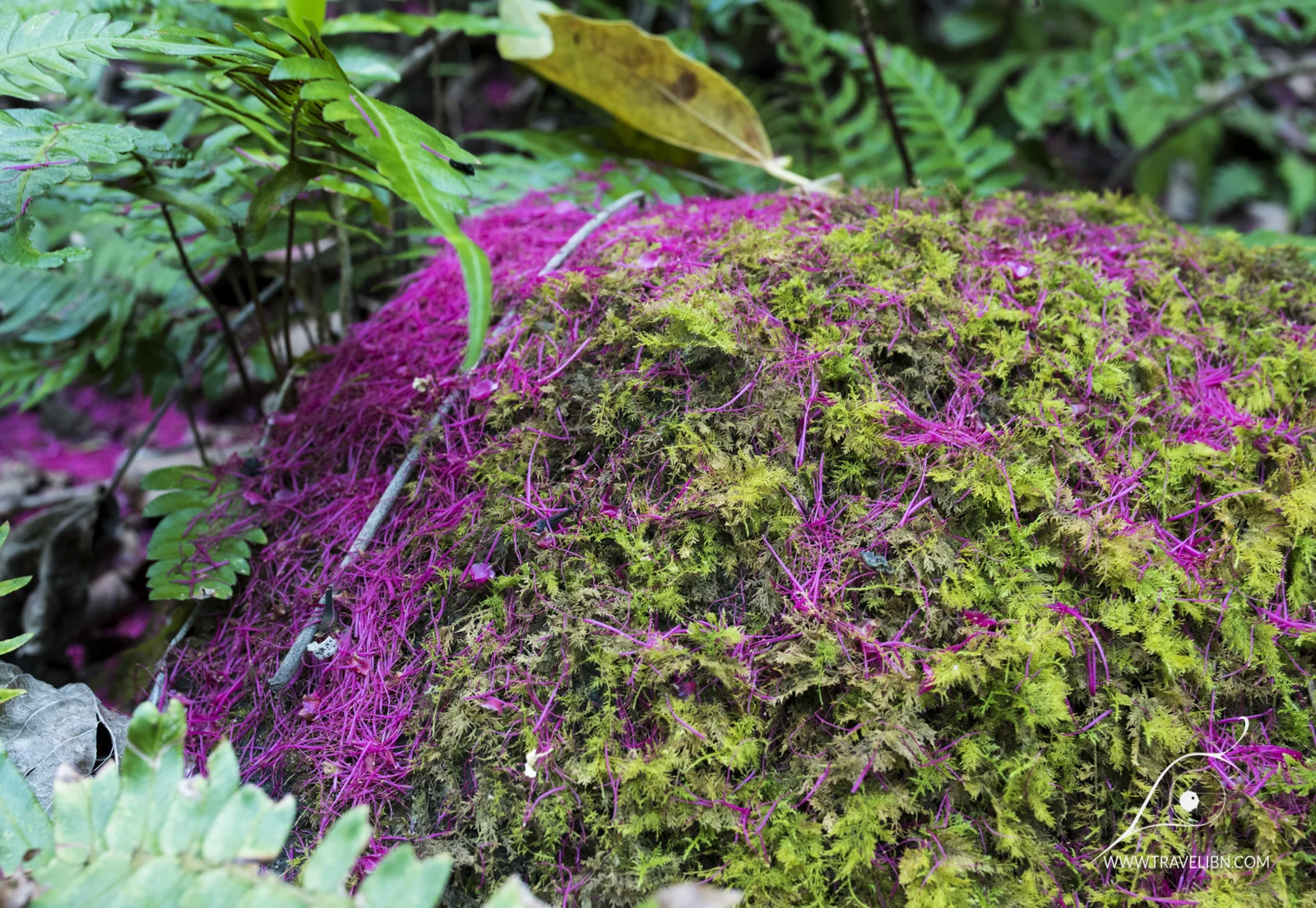 kauai-90.jpg