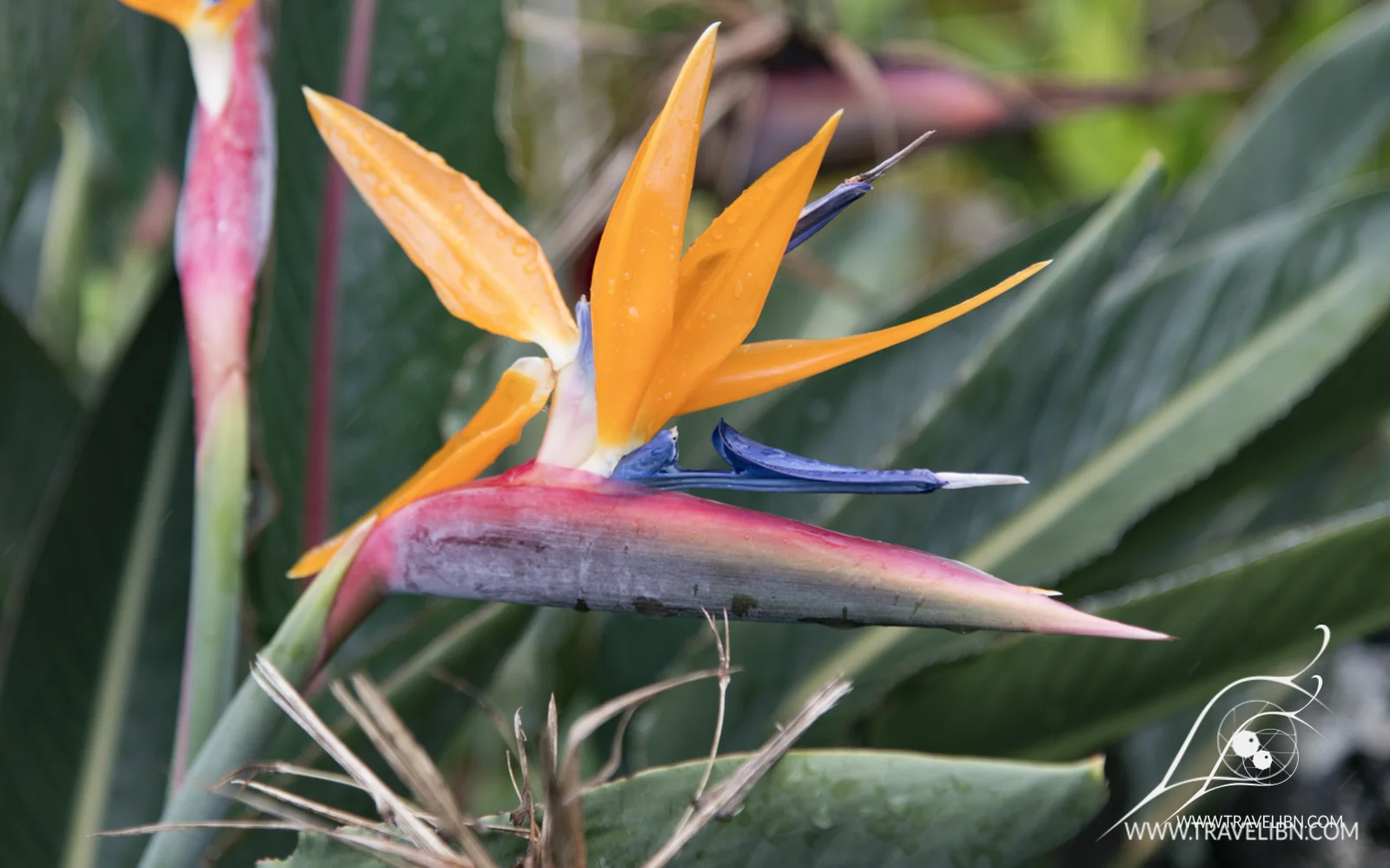 kauai-121.jpg