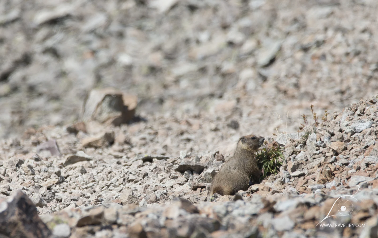 Marmot near the trail