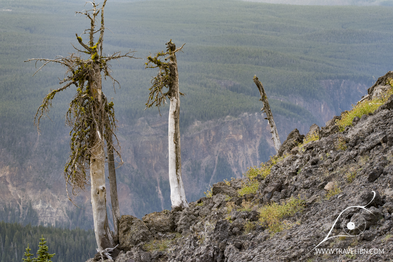 Mt Washburn Trail