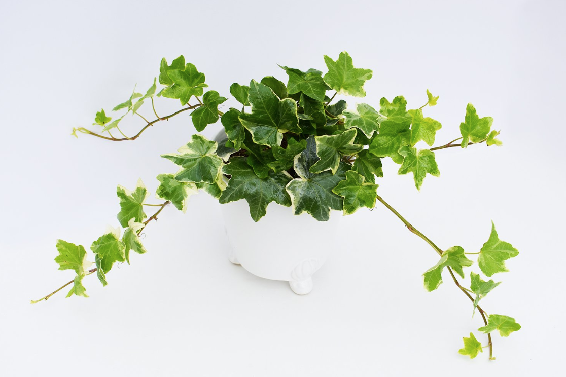 Photo courtesy of Chalet Nursery