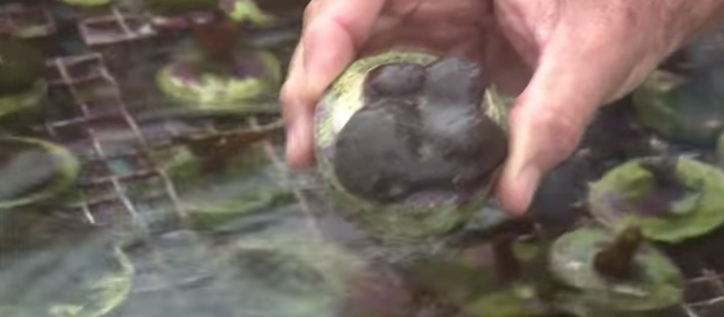Scientists try to regrow coral reefs in Florida - PBS News Hour 2/3/2015 (5:44 minutes) a team of scuba-diving scientists has developed a groundbreaking method for speeding up coral growth in hopes of stemming the underwater crisis.