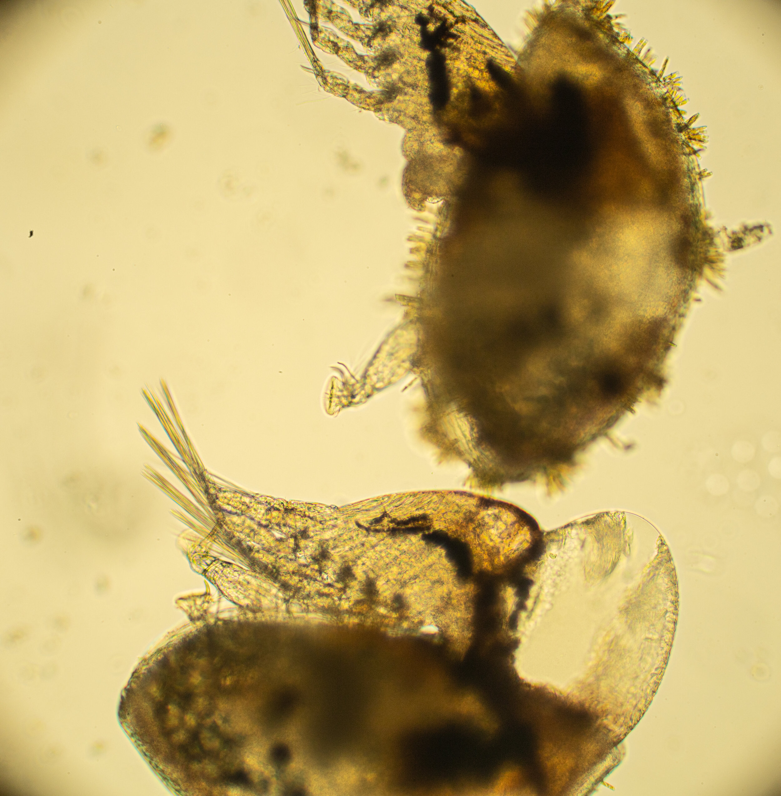 Barnacle Cyprid Larvae 