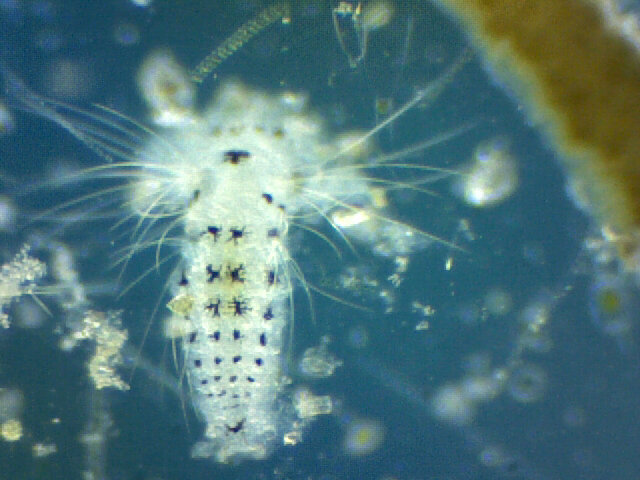 Terebellidae sp. Larva
