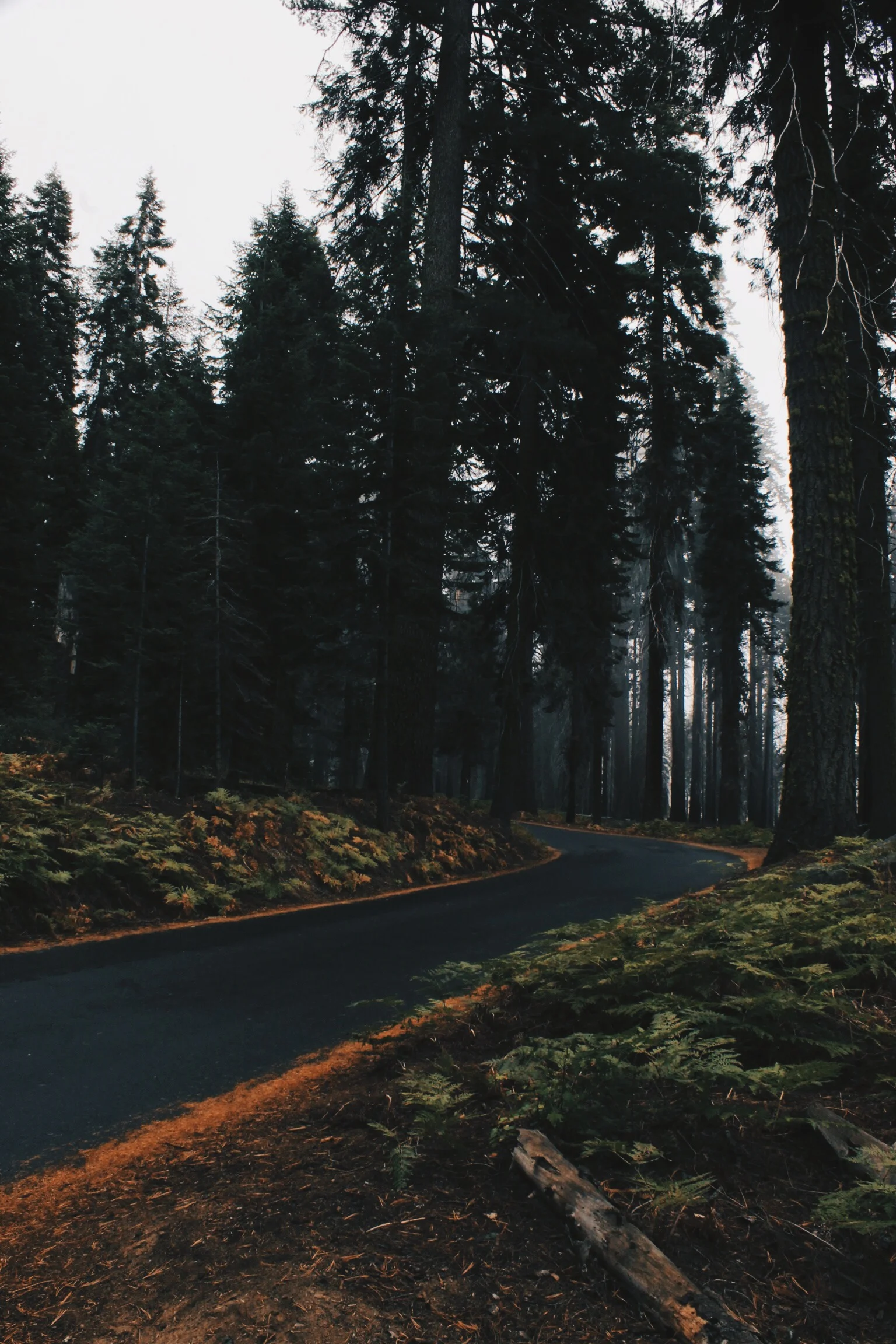 TRAVEL GUIDE: SEQUOIA NATIONAL PARK