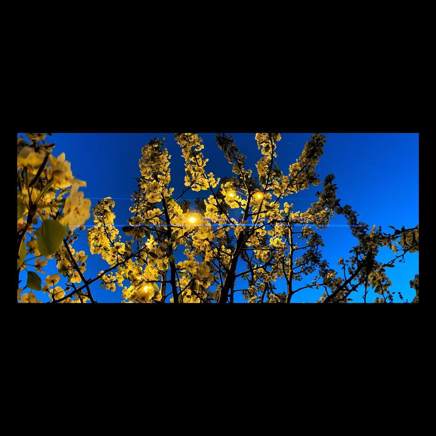 Contrast #yellows #blues #momentanamorphic #momentlens #snapseed #whitagram #dusk #spring #stringlights #quarantine #socialdistancing #notcrazyyet
