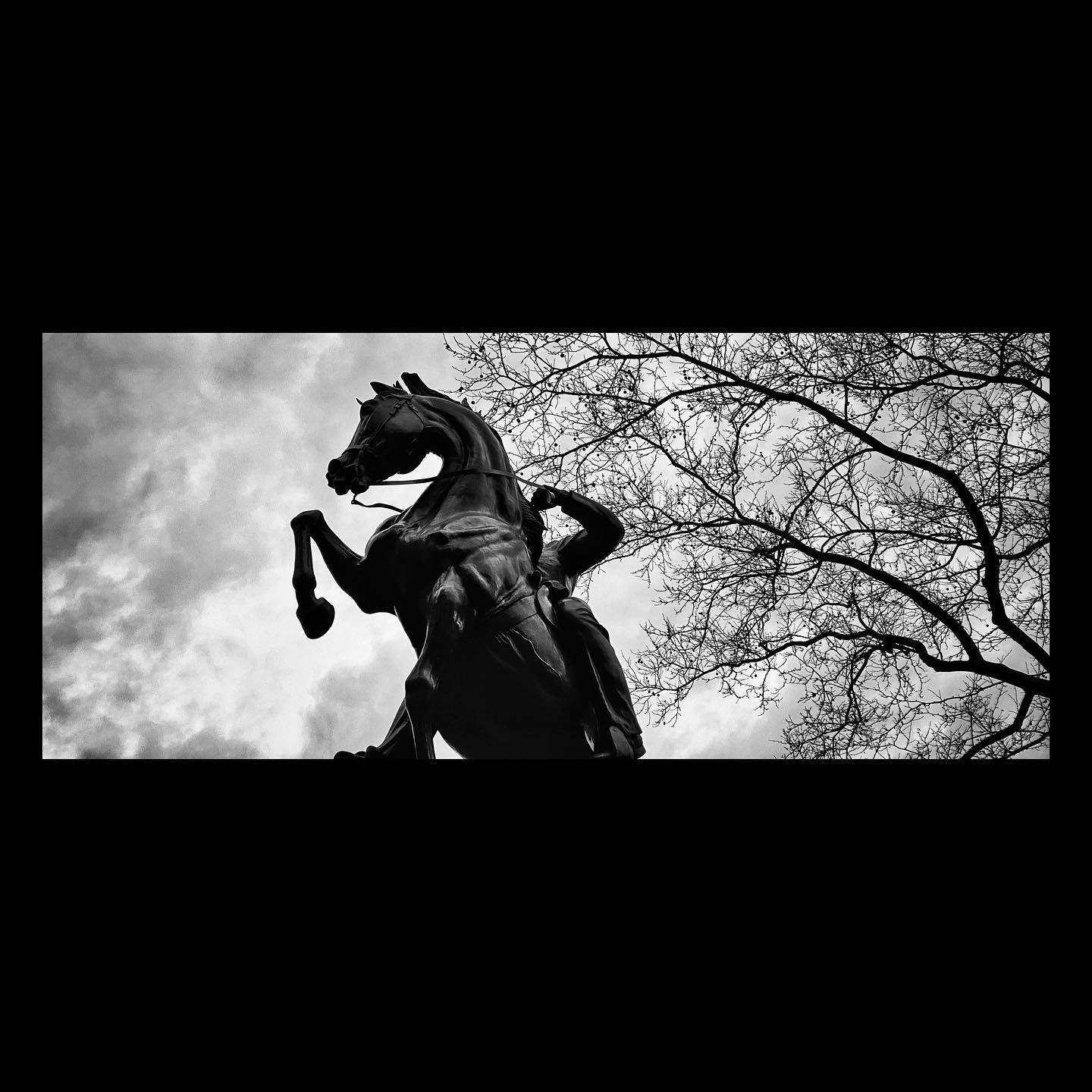 Trying something new... #horse #bw #blackandwhite #statue #centralpark #branches #newyorkcity #clouds #moment #momentlens #momentanamorphic #lookingup