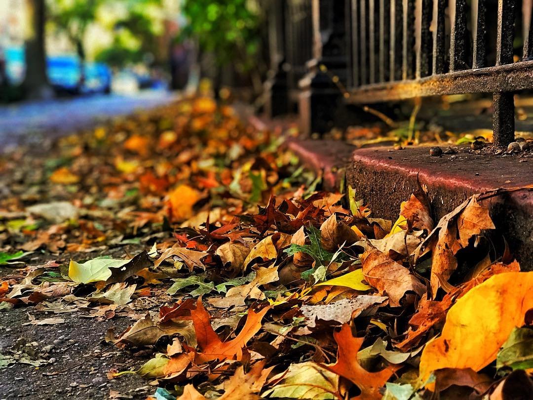 Falling, falling... #fall #autumn #winteriscoming #leaves #foliage #orange #yellow #parkslope #brooklyn #parkslopebrooklyn #brownstones #sidewalk #lowangle #depthoffield #portraitmode #iphone7plus #snapseed #agameoftones #moodygrams #justgoshoot #tak