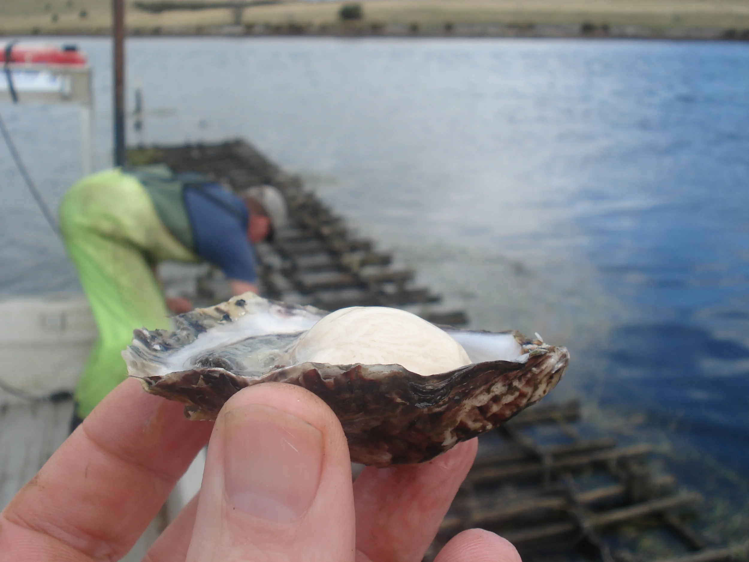 oysters (3).JPG