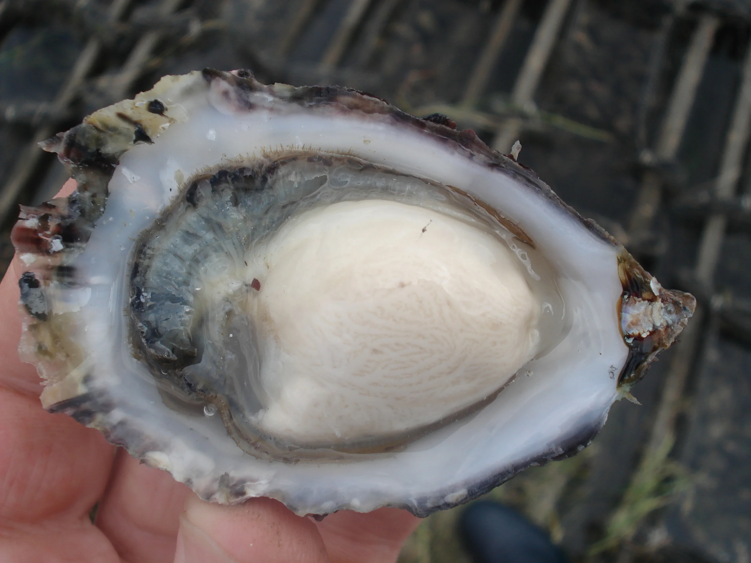 oysters (4).JPG