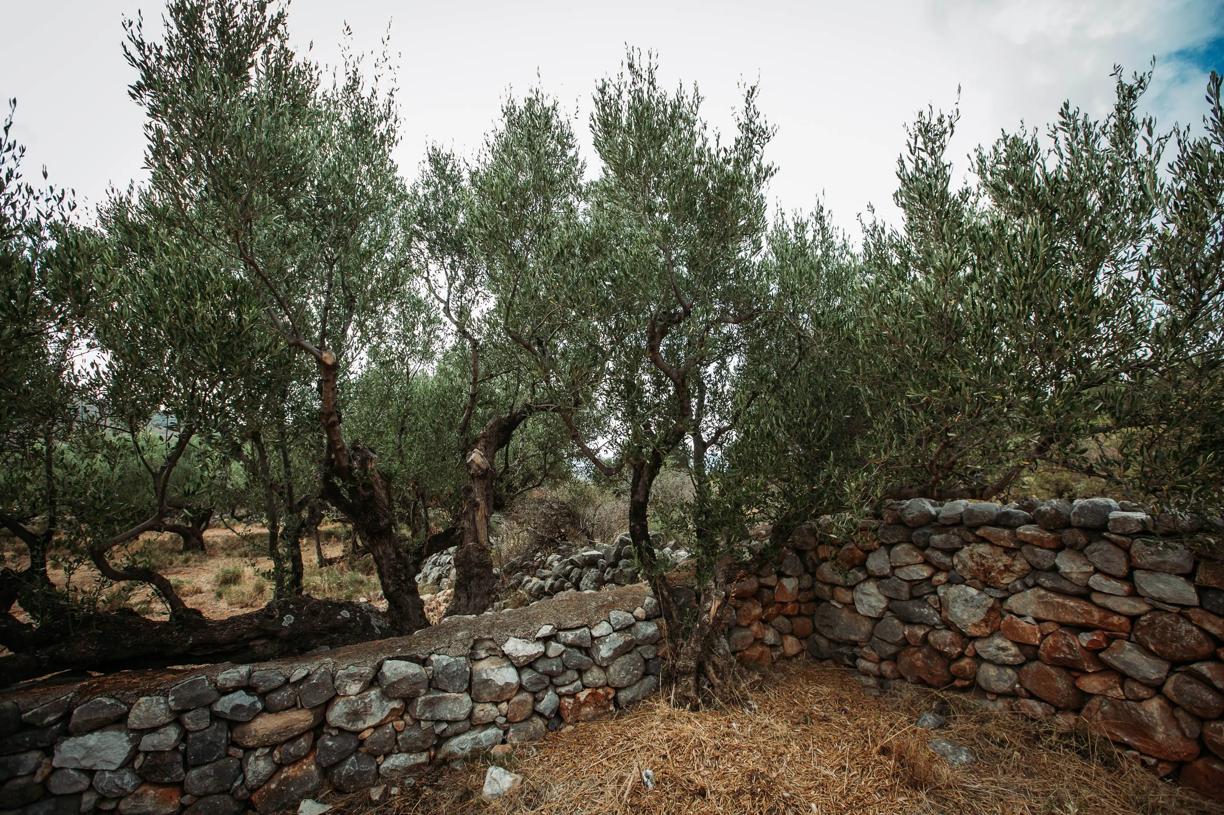 6D9B0250.jpg