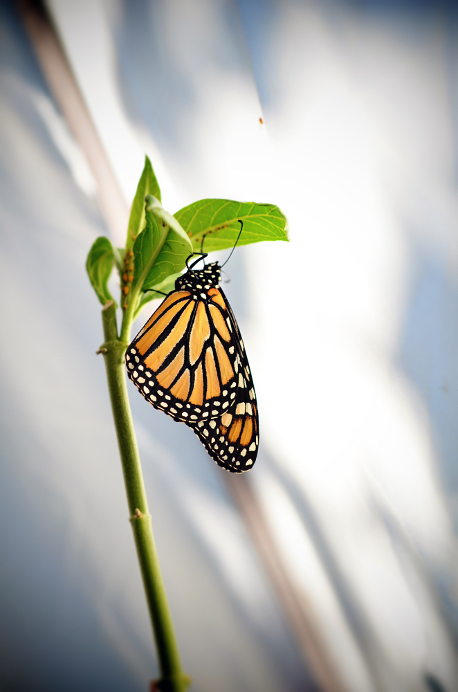butterfly.jpg