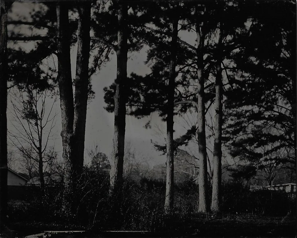 20181223_trees.jpg